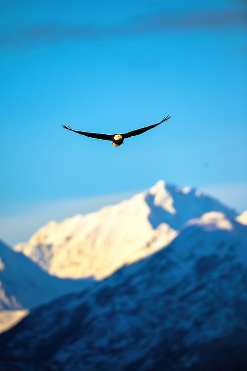 Best place for bald eagle photography workshop & guide tour in the US.  Located in the Midwest (Iowa & Illinois) and Alaska, United States.