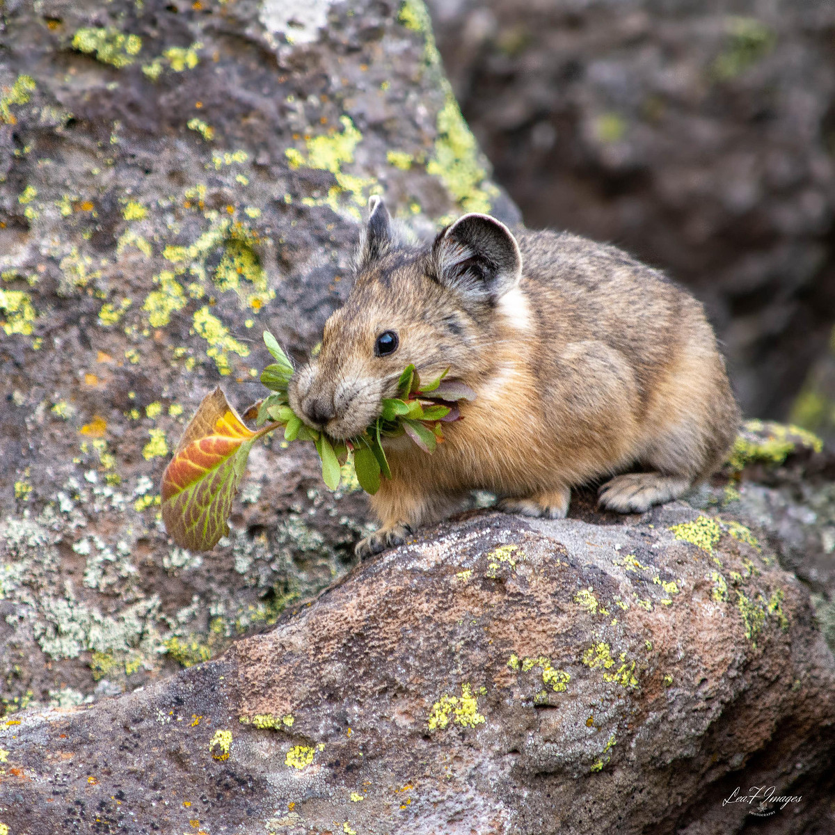 'Salad fir Dinner' (Pika)