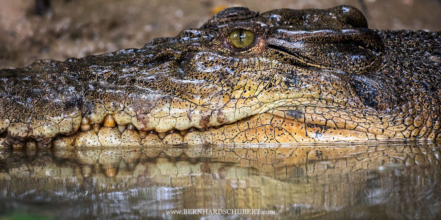 Crocodylus porosus - Saltwater crocodile