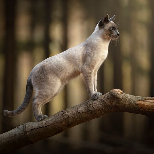 Bekroonde huisdierenfotografie met liefde voor alle dieren