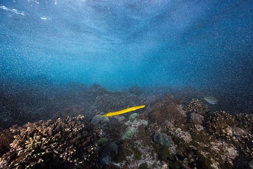 Aulostomus chinensis – Pazifischer Trompetenfisch
