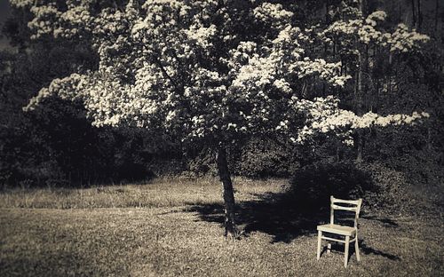 #tree #nature #blossom #chair