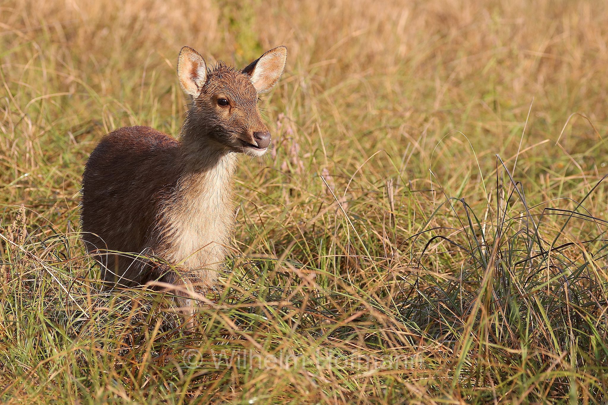 barasingha, barasinghe, swamp deer, Tiefland-Barasingha, Nordindischer Barasingha, barasinga, Rucervus duvaucelii, Kanha National Park, Kanha-Nationalpark, parco nazionale di Kanha, Madhya Pradesh, India, Indien