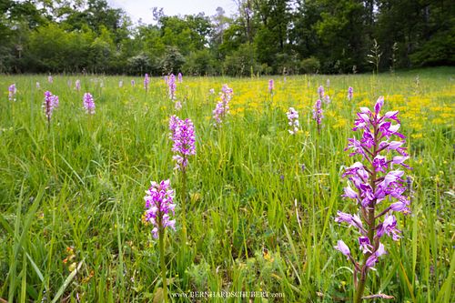 Orchis militaris - Military orchid