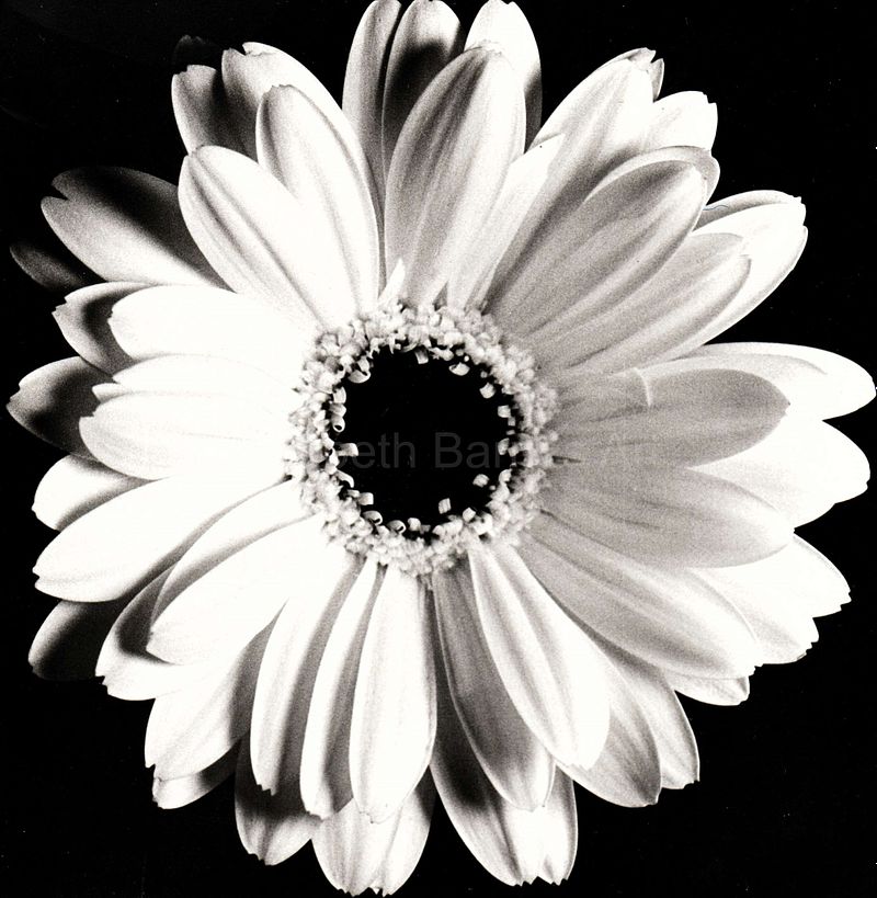 Gallery 4 - Essence in Greyscale