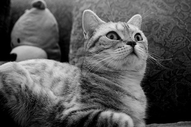 fotografía de gatos en blanco y negro