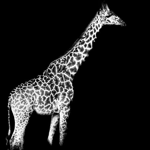 Girafe de Tanzanie en majesté