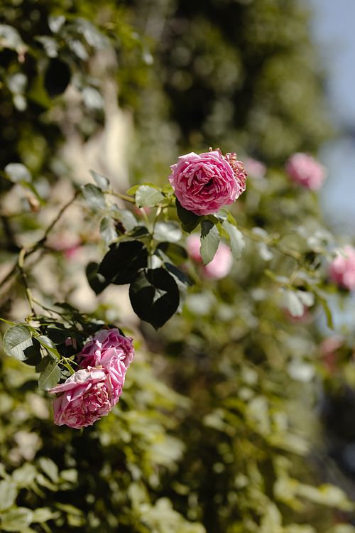 Fotografie matrimonio elegante Badia San Vittore dettagli floreali dimora storica Cingoli