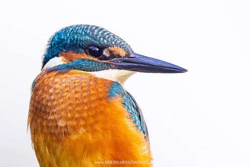 Alcedo atthis - Common kingfisher