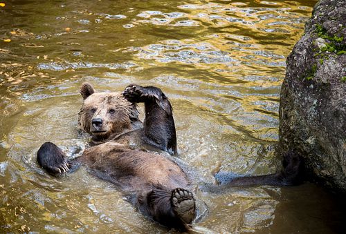 Braunbär im Nationalpark Lusen