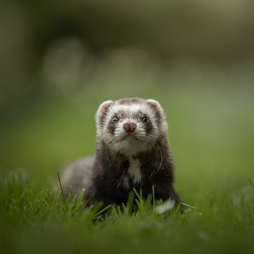 Alle dieren zijn welkom!