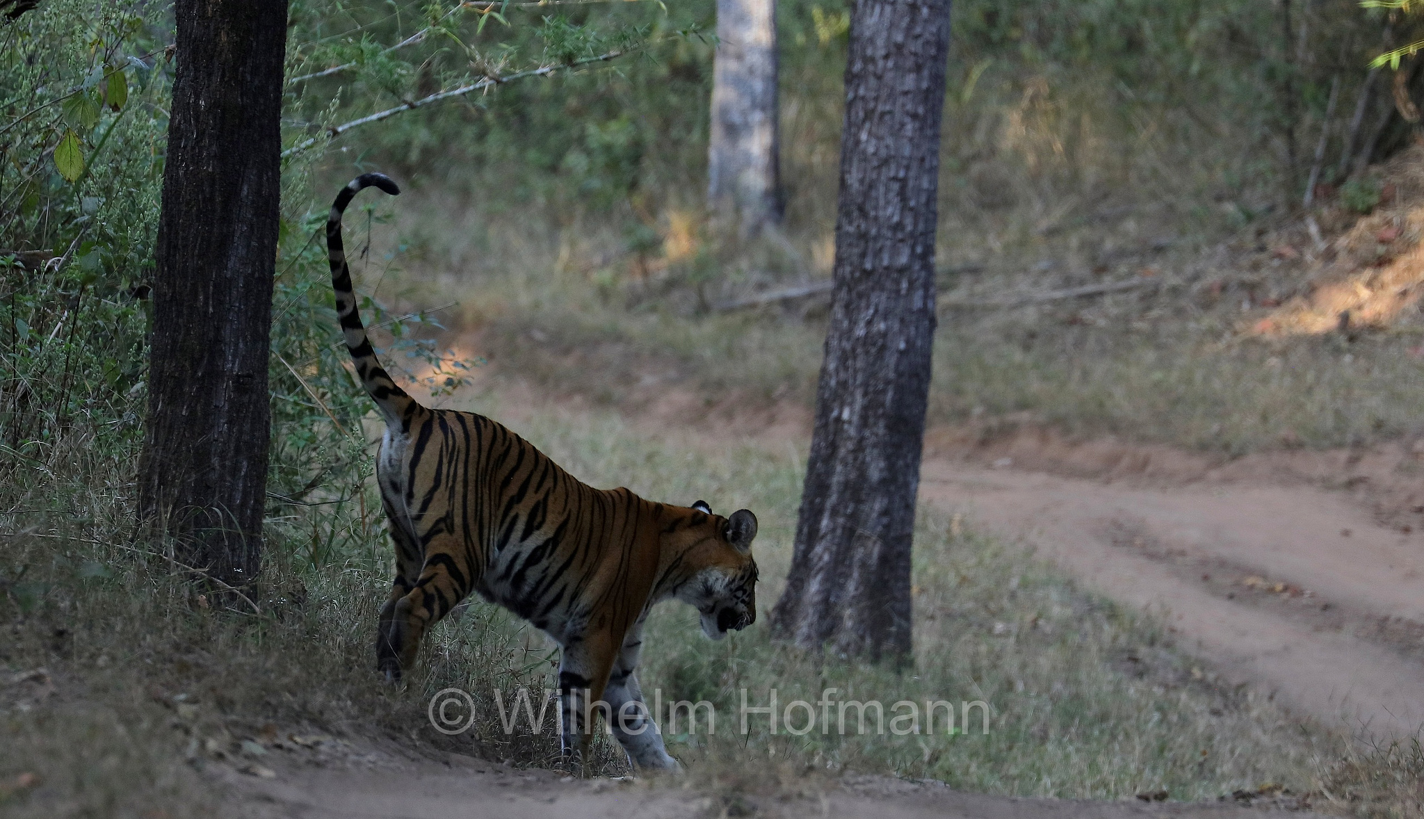 Bengal tiger, Königstiger, Bengal-Tiger, Indischer Tiger, tigre del Bengala, tigre reale del Bengala, Panthera tigris tigris, Kanha National Park, Kanha-Nationalpark, parco nazionale di Kanha, Madhya Pradesh, India, Indien, Kisli Zone