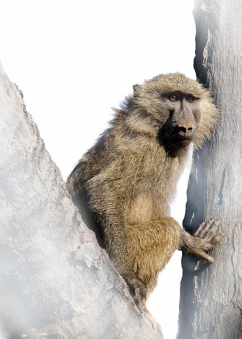 Singe sur fond blanc au Kenya