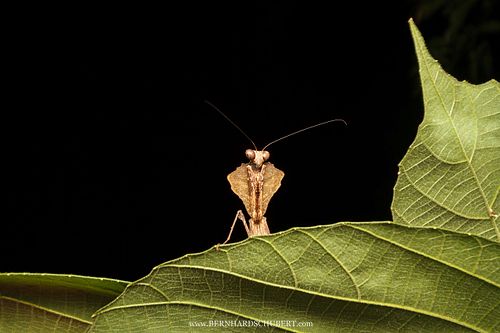 Neugierige Gottesanbeterin
