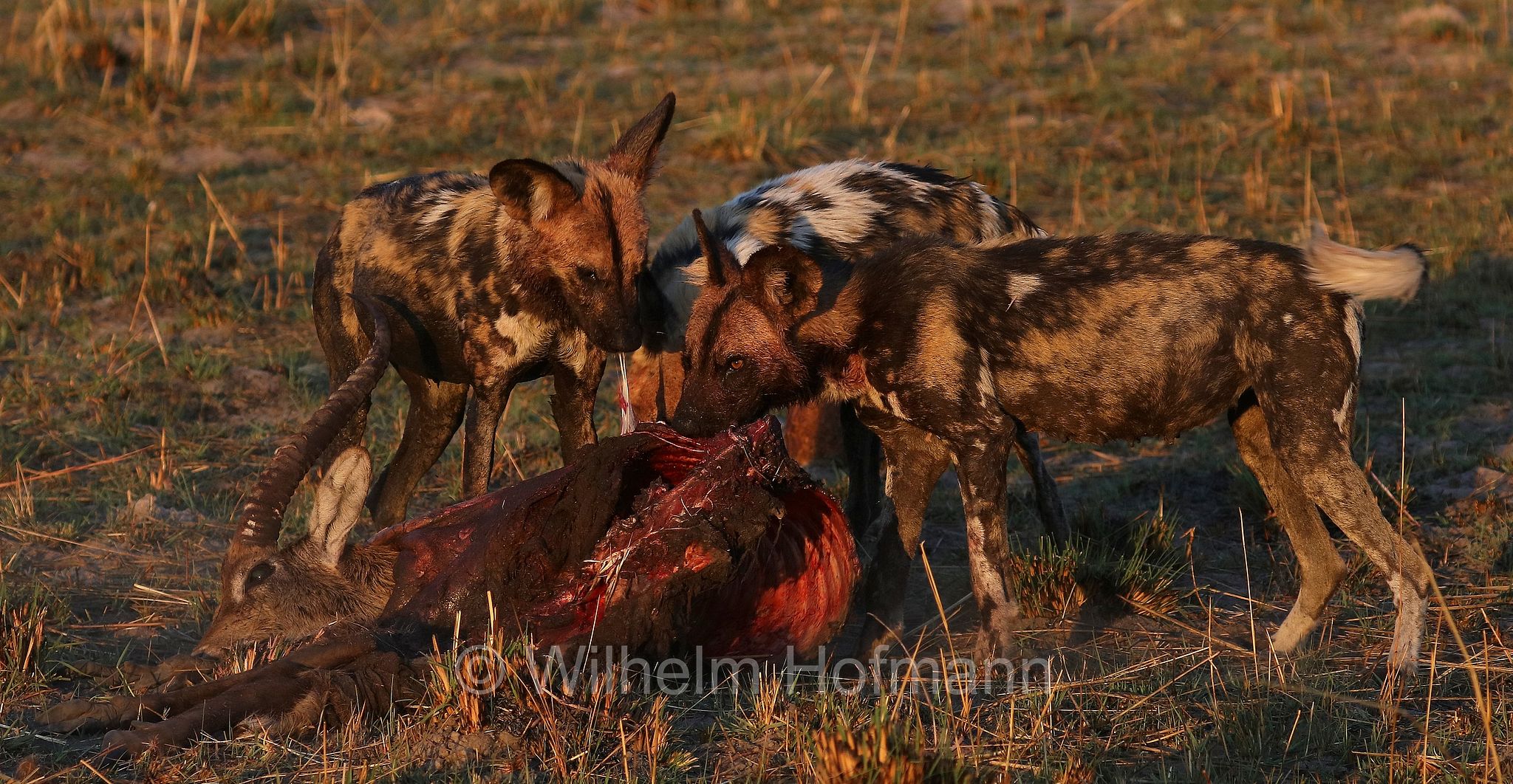 African wild dog, painted dog, Cape hunting dog, Afrikanischer Wildhund, licaone, cane selvatico africano, Lycaon pictus, Moremi Game Reserve, Moremi-Wildreservat, Okavango Delta, Okavango Grassland, Botswana, Republik Botsuana