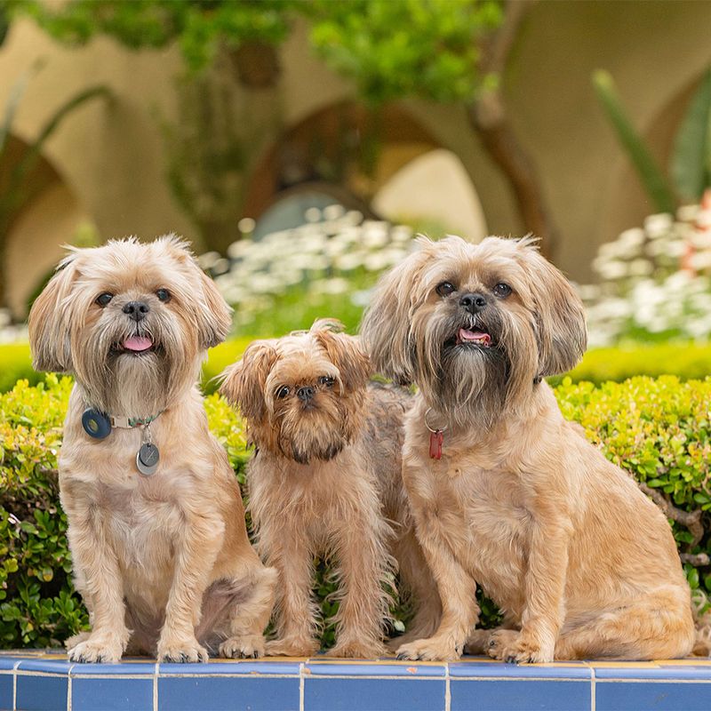 Vote for Chewy, Wilson, and Levon