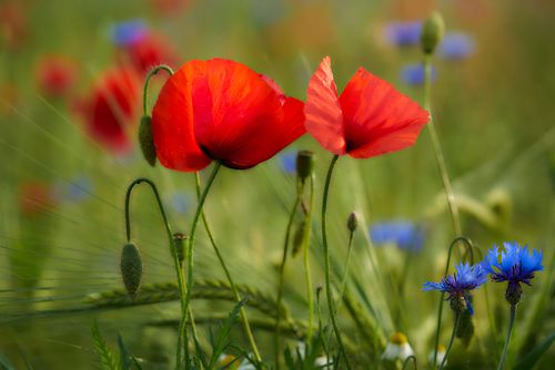 Mohn und Kornblume
