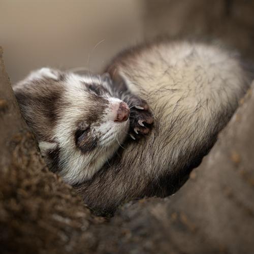 Alle dieren zijn welkom!