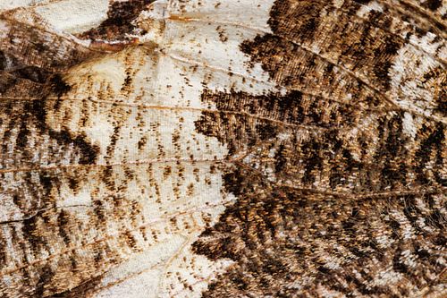 Brintesia circe - Great banded grayling