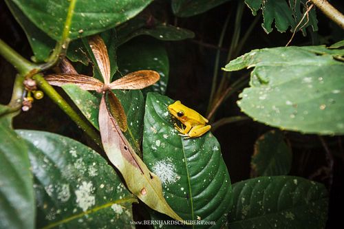 Chalcorana eschatia – Tenasserim-Weißlippenfrosch