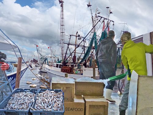 Shrimpers, fisherman unloading. sescape