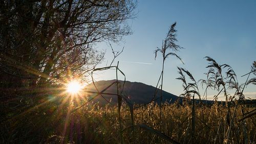 Sonnenuntergang über dem Moos
