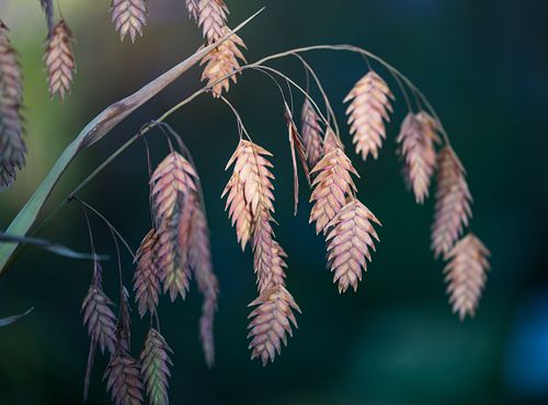 Chasmanthium latifolium