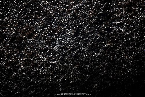 Aerodromus sp. - Dark swiftlets Edible bird's nests