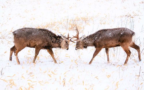 Cervus nippon yesoensis - Yezo-Sika-Hirsch