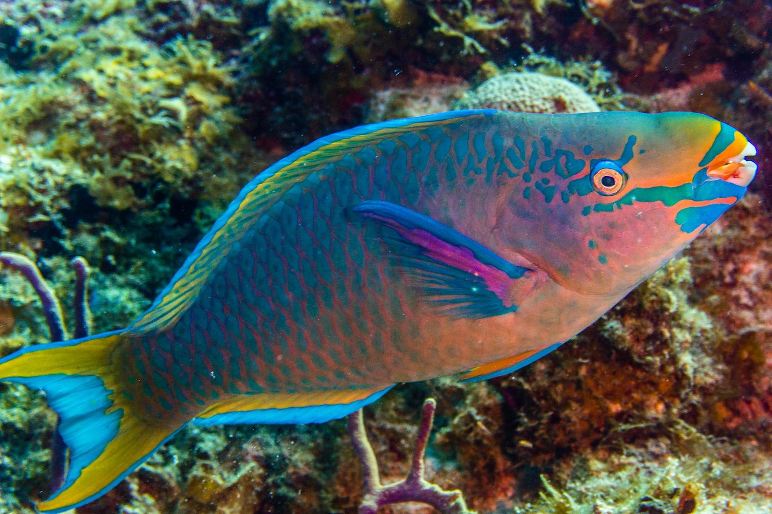 USVI.Photos