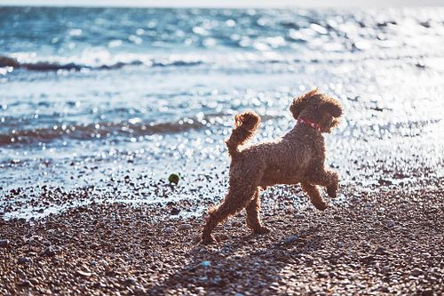 Midweek Walkies & Adventures