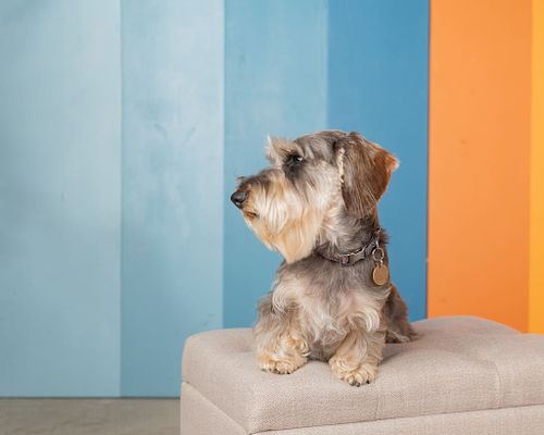 Let's book your pup's portrait session today!