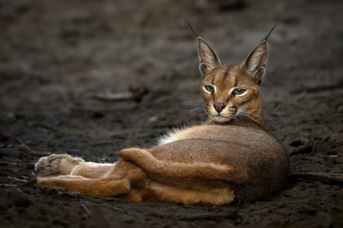 Caracal, Ndutu, Tanzania, Caracal caracal,