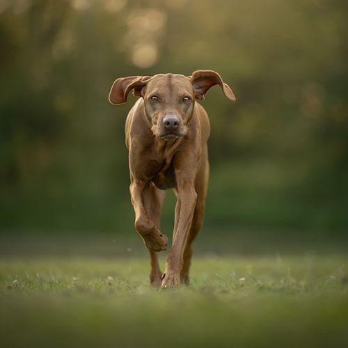 Een fotoshoot voor jouw huisdier