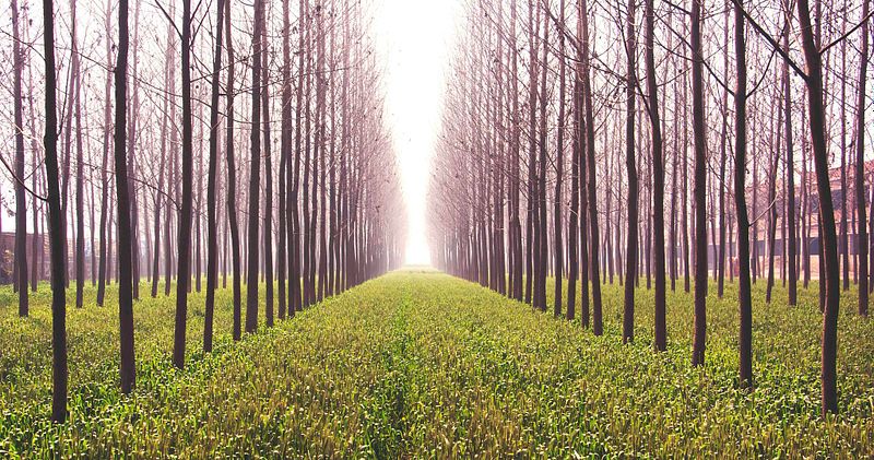 Capture Woodland at its best