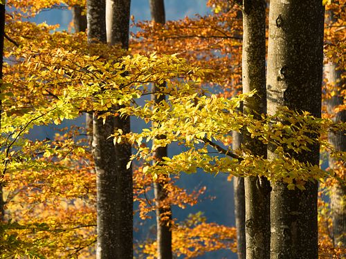 Im Buchenwald Eggehölzli