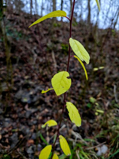 greenleaves,winter,season,mobilephotography