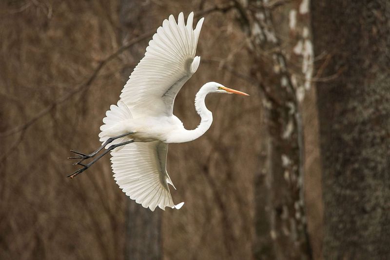 Beginner&rsquo;s Guide to Wildlife Photography