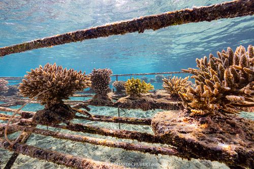 Coral farm reef restauration