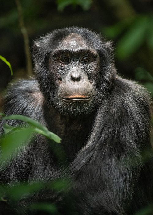 Chimpanzee, Pan troglodytes, chimp, Uganda, endangered species, Kibale national park