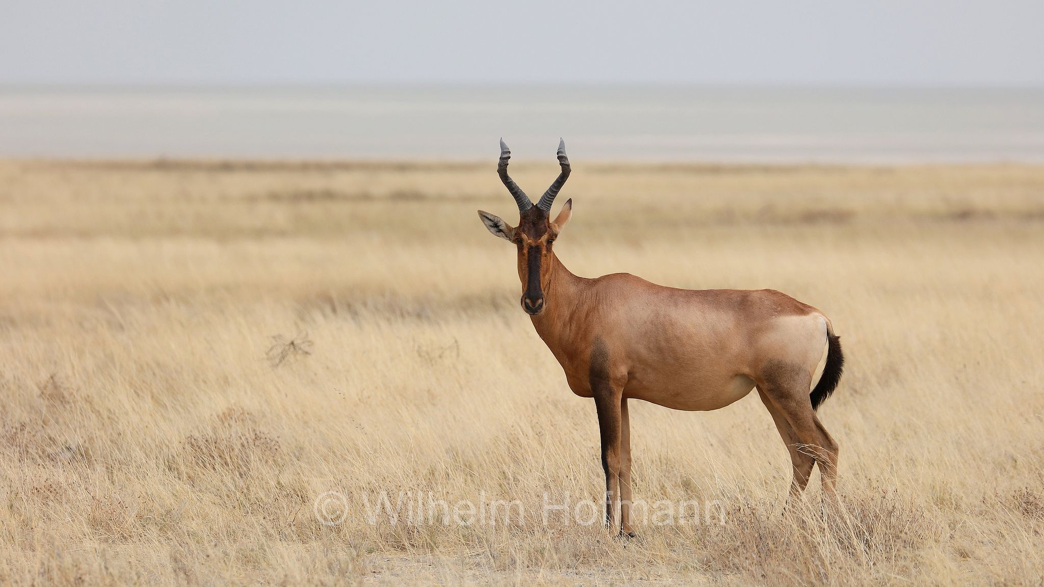 red hartebeest, Cape hartebeest, Caama, Südafrikanische Kuhantilope, Südliche Kuhantilope, Rote Kuhantilope, Kap-Hartebeest, Kaama, alcelafo rosso, Alcelaphus buselaphus caama, Etosha-Nationalpark, Etosha National Park, parco nazionale d'Etosha, Namibia