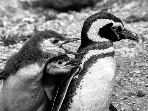 Pinguino di Magellano | Spheniscus magellanicus