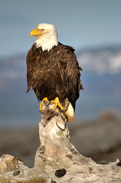 Best place for bald eagle photography workshop & guide tour in the US.  Located in the Midwest (Iowa & Illinois) and Alaska, United States.