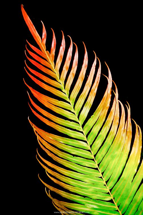 Blechnum orientale – Tausendfüßler Rippenfarn