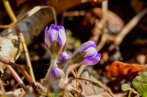 #sinililled#oied#kevad