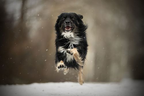 Bekroonde huisdierenfotografie met liefde voor alle dieren