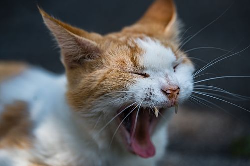 Kater Foxy auf der Gartenmauer
