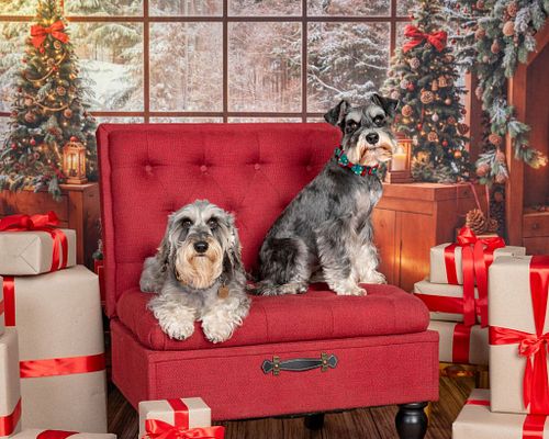 Let's book your pup's holiday portrait session today!