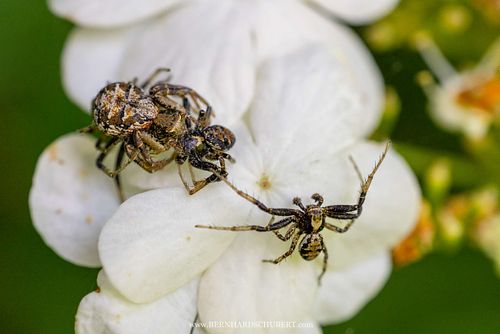 Xysticus sp. - Ground crab spider