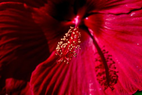 Hibiscus in Schrebergarten